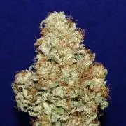 Amazing smelling 70% sativas