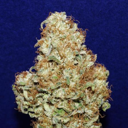 Amazing smelling 70% sativas
