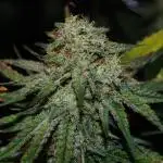 Co2 grow: 2* Sundae Supper - Solfire