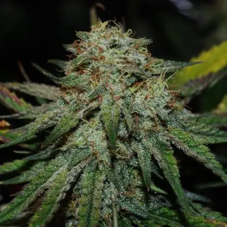 Co2 grow: 2* Sundae Supper - Solfire