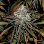 Amazing smelling 70% sativas