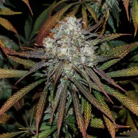 Amazing smelling 70% sativas