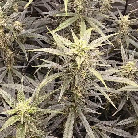 PoundCake Auto in 15L Autopot