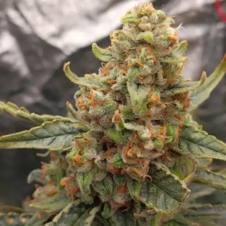PoundCake Auto in 15L Autopot