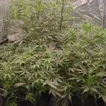 PoundCake Auto in 15L Autopot