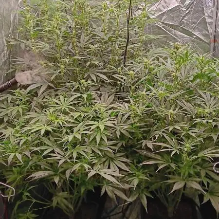 PoundCake Auto in 15L Autopot