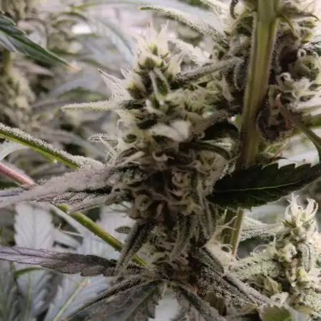 PoundCake Auto in 15L Autopot
