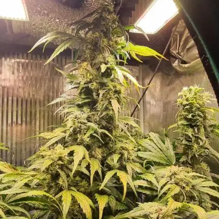 Afghani phenohunt gen1