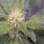 Sodaboi421