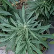 Weedseedshop Cereal Milk outdoor