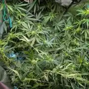 Weedseedshop Blue Zushi Indoor