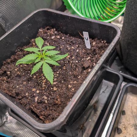 Weedseedshop Cereal Milk outdoor