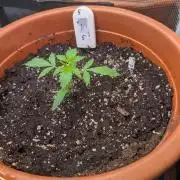 Cereal Milk Weedseedshop Indoor