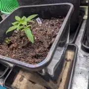 Weedseedshop Blue Zushi Outdoor