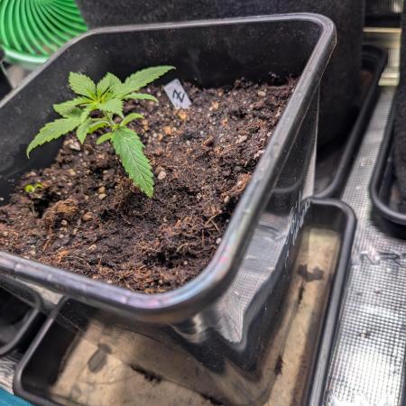 Weedseedshop Blue Zushi Outdoor