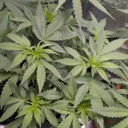 Cereal Milk Weedseedshop Indoor