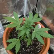 Cereal Milk Weedseedshop Indoor