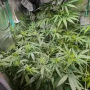 Weedseedshop Blue Zushi Indoor