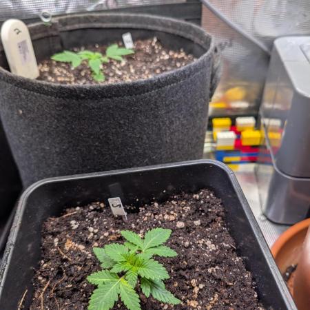 Weedseedshop Super Boof