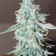 Quick black lemon