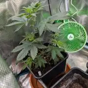 Free seed barneys Farm