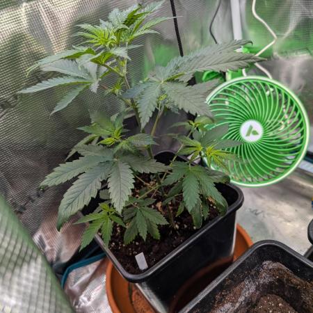 Free seed barneys Farm