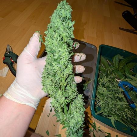 Weedseedshop Cereal Milk outdoor