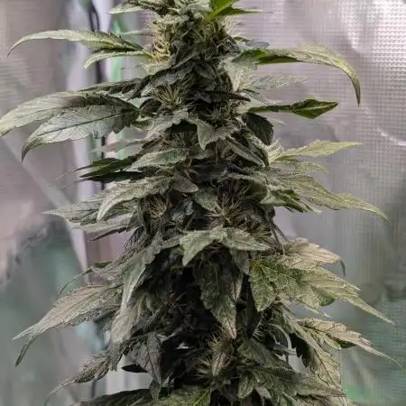 Sodaboi421