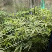 Cereal Milk Weedseedshop Indoor