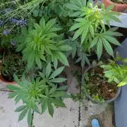 Weedseedshop Cereal Milk outdoor