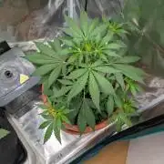 Cereal Milk Weedseedshop Indoor
