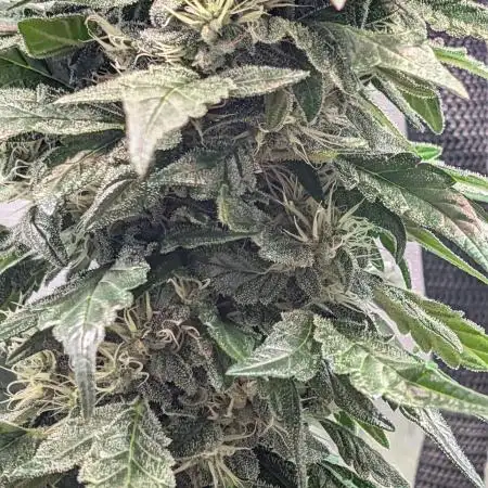 Sodaboi421