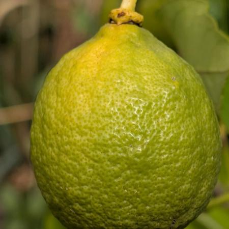 Free seed barneys Farm