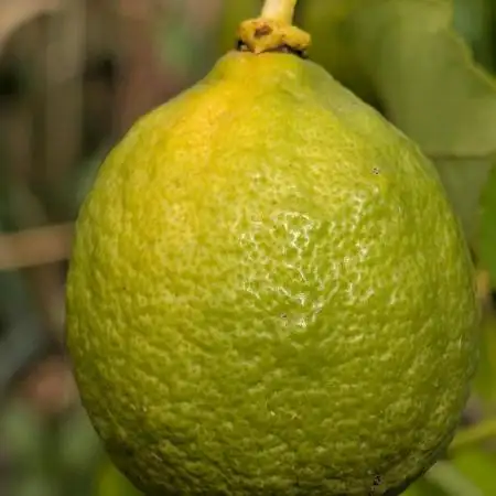 Free seed barneys Farm