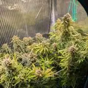 Zoap auto