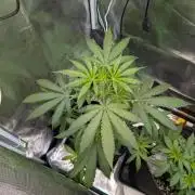 Weedseedshop Blue Zushi Indoor