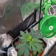 Free seed barneys Farm