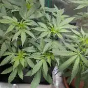 Weedseedshop Super Boof