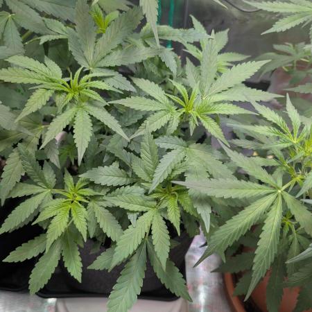 Weedseedshop Super Boof