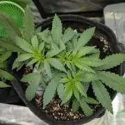 Weedseedshop Super Boof