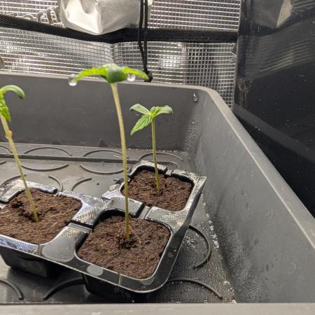 Afghani breeding F1  heavy feeder pheno