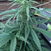 Weedseedshop Blue Zushi Outdoor
