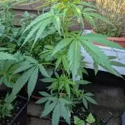 Weedseedshop Blue Zushi Outdoor