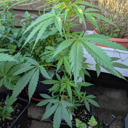 Weedseedshop Blue Zushi Outdoor