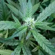 Weedseedshop Super Boof