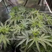 Weedseedshop Blue Zushi Indoor