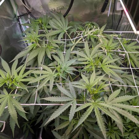 Weedseedshop Blue Zushi Indoor