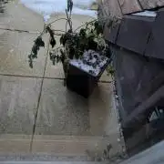 Afghani breeding F1  heavy feeder pheno