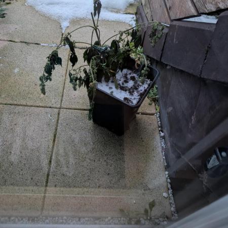 Afghani breeding F1  heavy feeder pheno