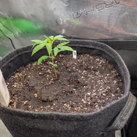 Weedseedshop Blue Zushi Indoor